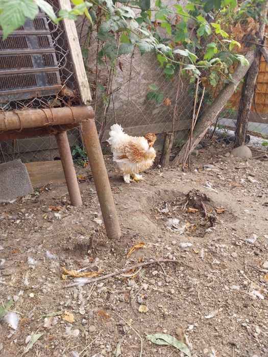 Oua pentru incubat de la gaini motate