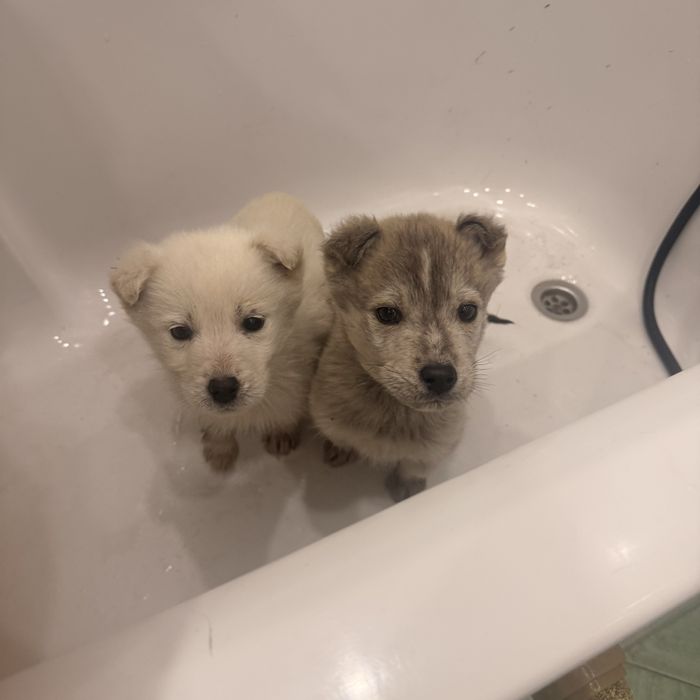 Отдам щенков Лабски