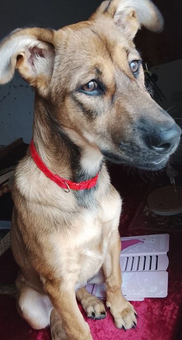 Щенок меленуа 4 месяца девочка  отдадим в добрые руки