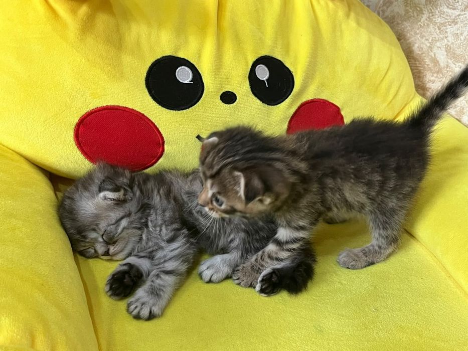 Продам котят породистых