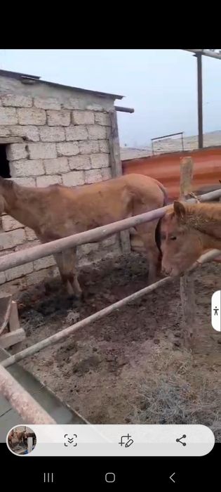 Жылқы Бие Тайлар бар.