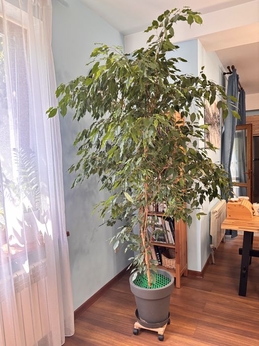 Фикус Бенджамина 2,5м