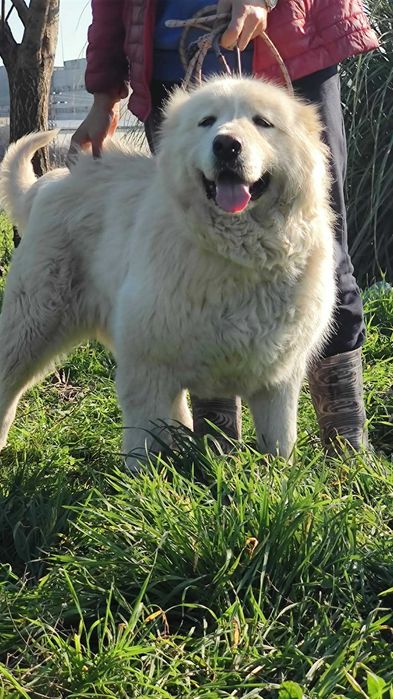 Кавказка овчарка