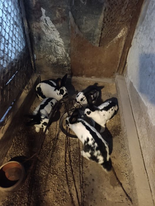 Зайци.на 4 5 месеца