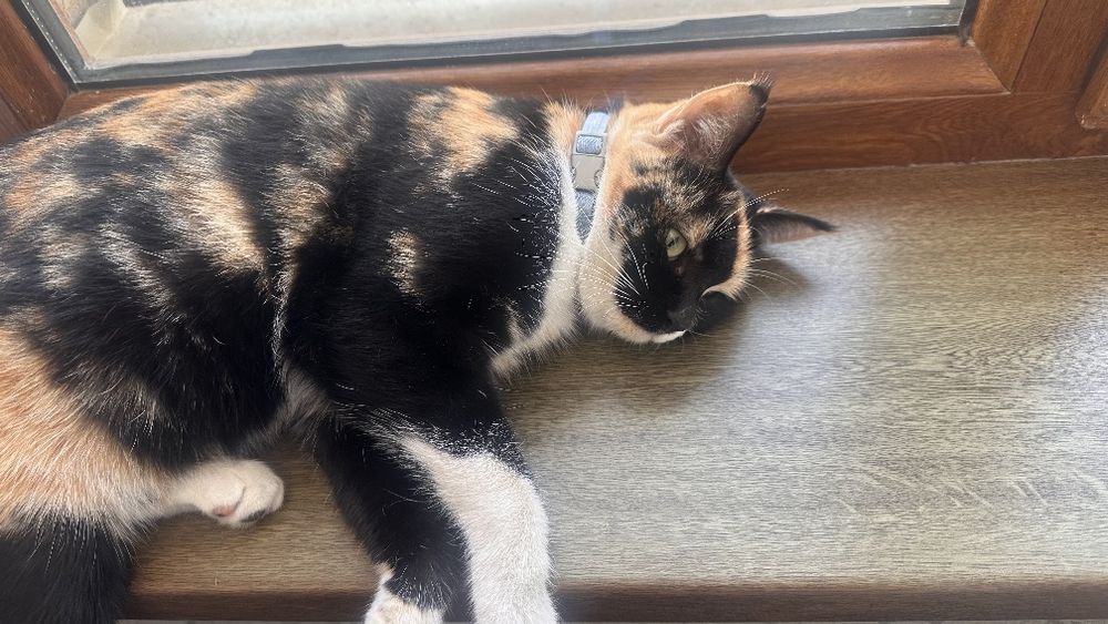 Кошка трех цветная