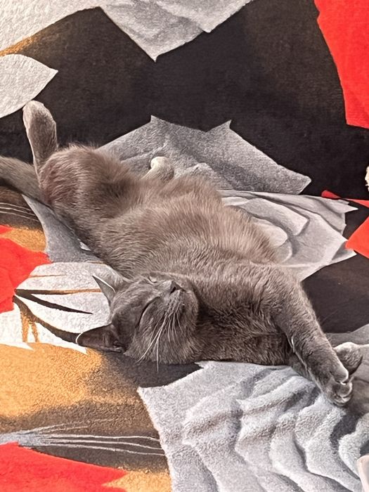 Отдам взрослого кота