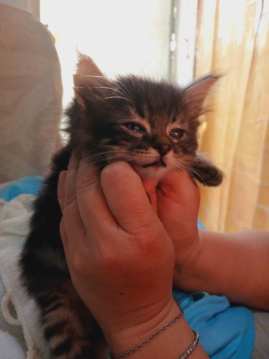 Подарю котят 2э месячные  здоровые веселые