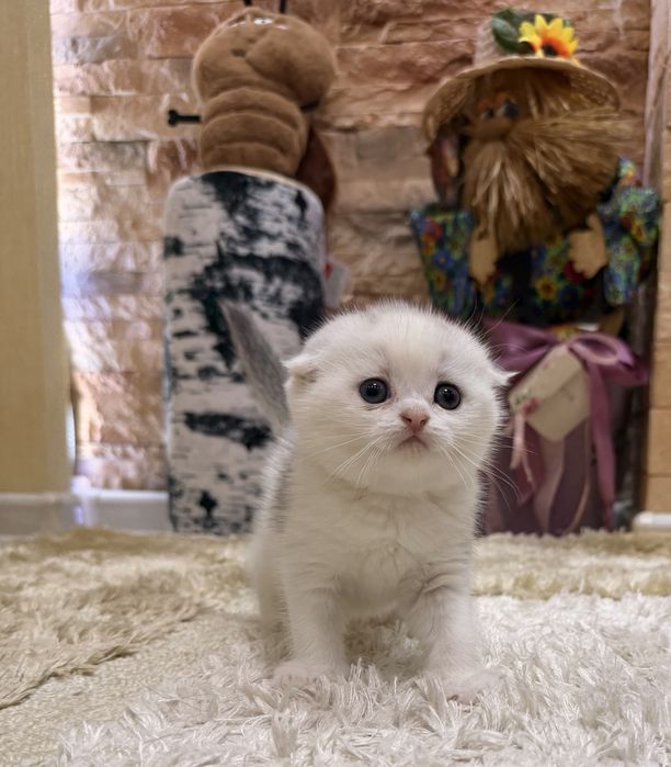 Шотланский Скоттиш Фолд!