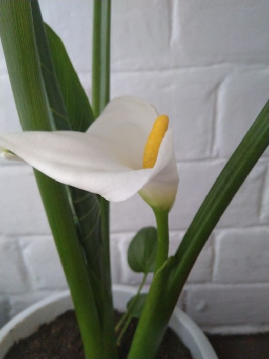 Калла белая луковица