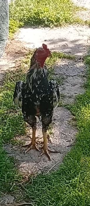 Xoʻroz sotiladi 1 tullak boldi umuman urshmagan narxi kelishiladi