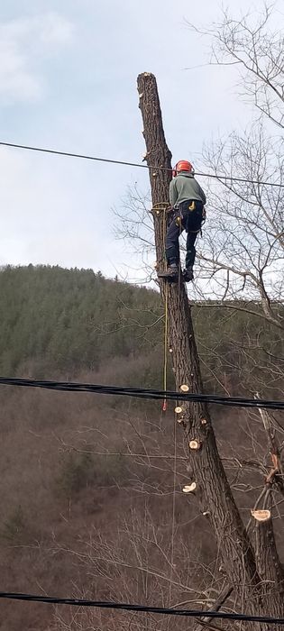 Рязане на опасни дървета в половин България  / Арборист / Arborist
