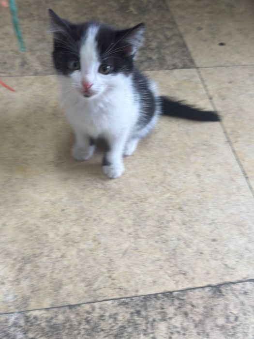 Два мальчика в поисках дома.