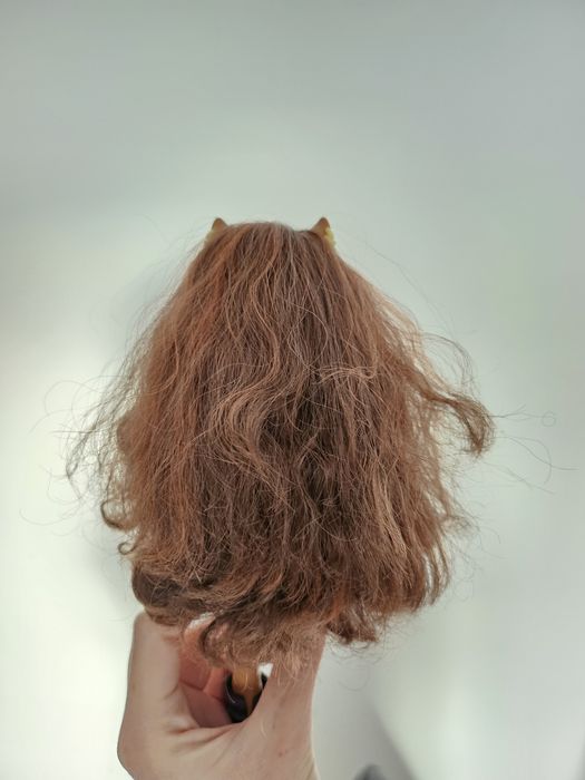 Клодин репродукция