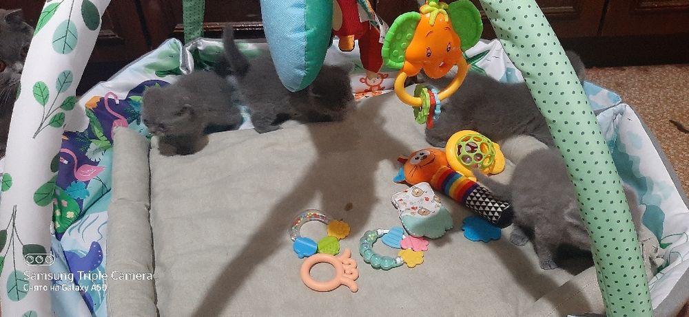 Продаются котята