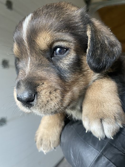 Adoptie catei Teckel