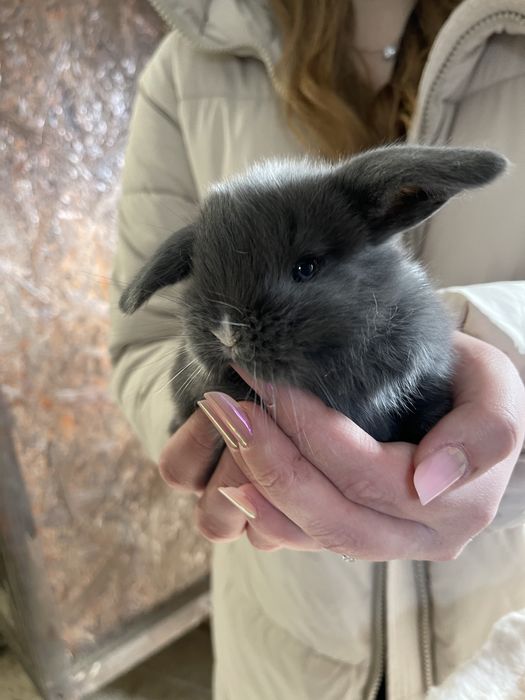 Iepurași pitici Holland lop mini lop berbec pitic