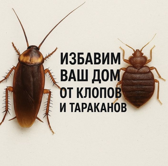 Тараканы, клопы, крысы, Мыши. ДЕЗИНФЕКЦИЯ! Гарантия 100%. 24/7
