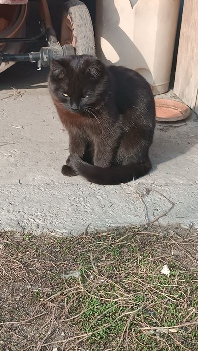 Котята 5 месяцев