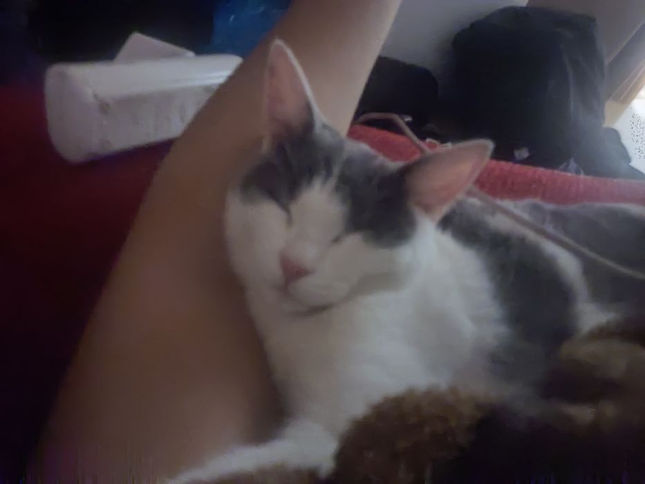 Отдам кота в добрые руки