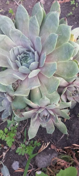 Каменная роза (Эчеверия)