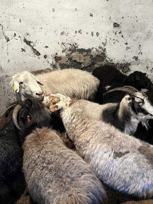 Кошкар сатылады срочно