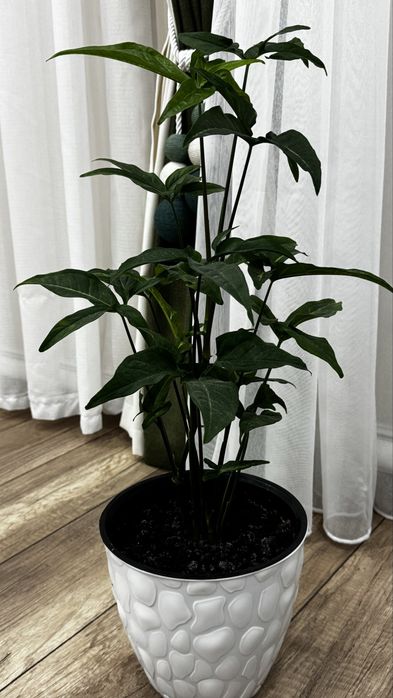 Продаётся комнатное растение Сингониум