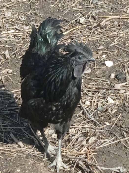 Uxeyilyuy tuxumlari sotiladi. Яйца курицы Ухэйилюй зелёные