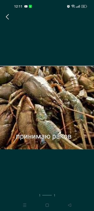 Прием раков оптом