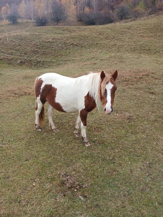 Iepe de ponei Pony , talie mare , tarcate , gestante