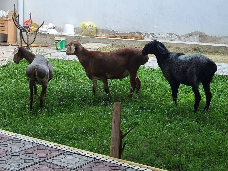 Киргиз арашан куйлар