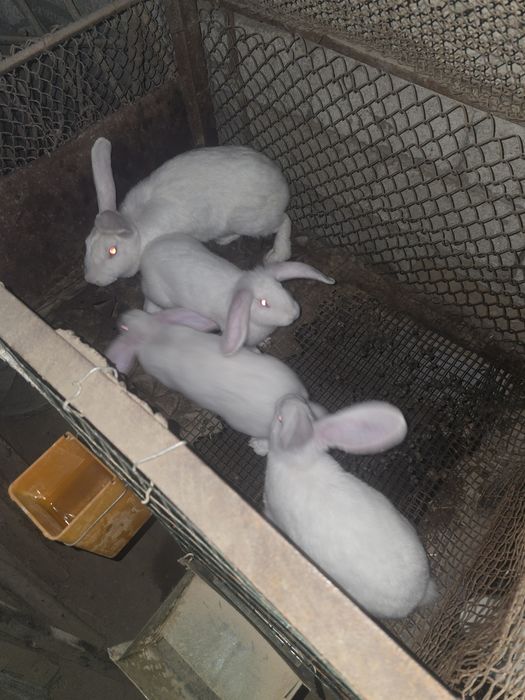 Продаётся кролики