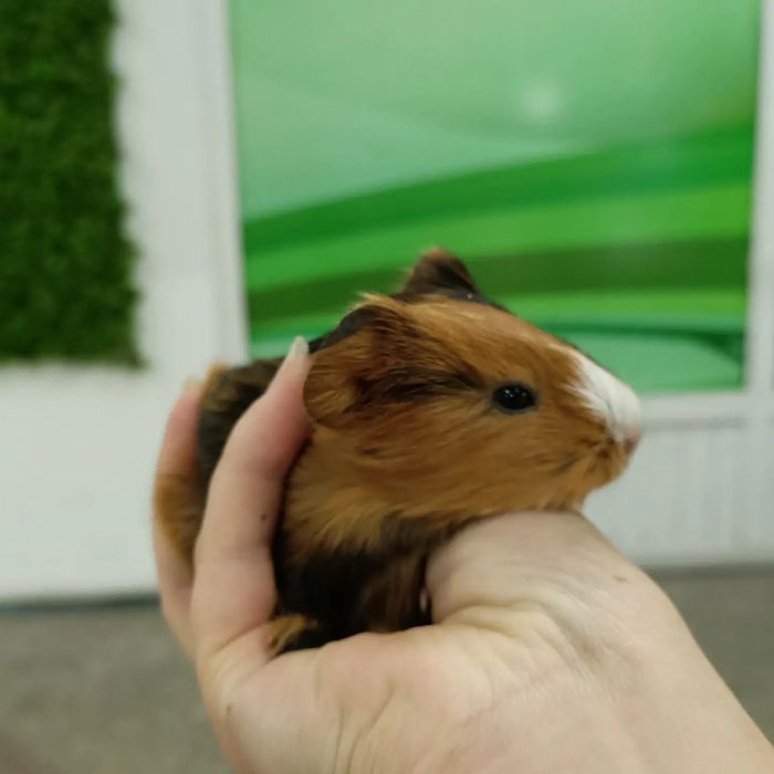 Морские свинки детки