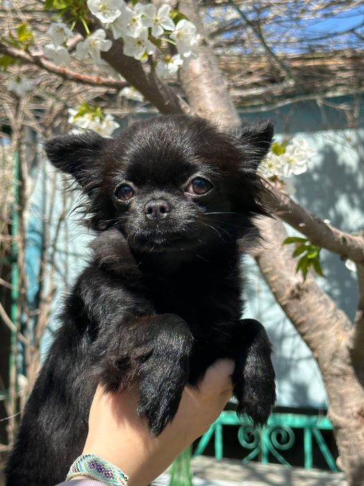 Длинашерстный чихуахуа