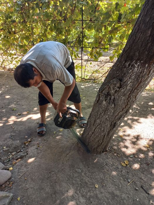 Daraxt   kesish  xizmati