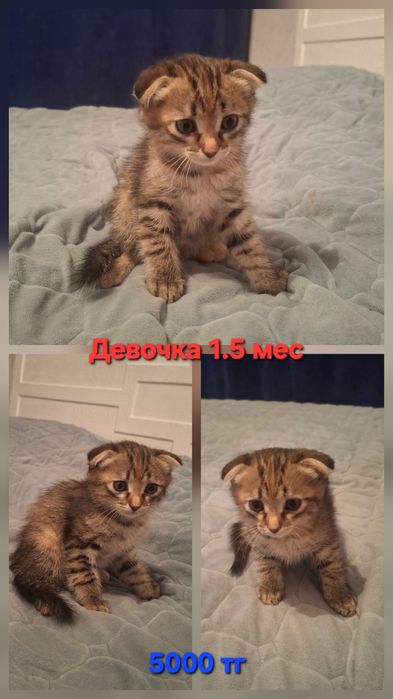 Продам маленький котенок