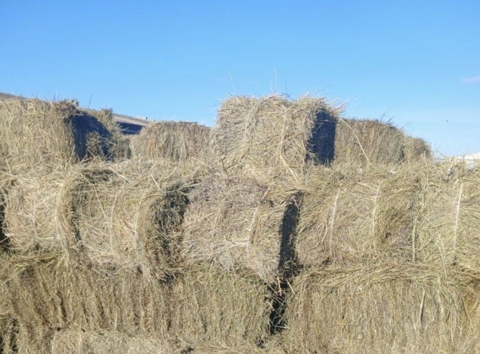 Сено тюками доставка