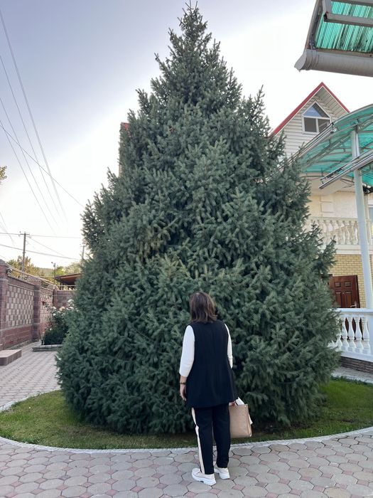 Роскошная Елка