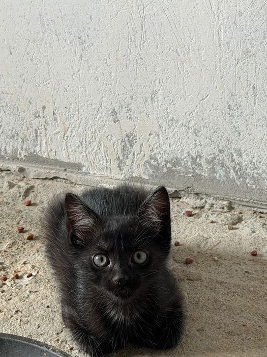 Spre adopție/donare pui de pisică drăgălași și jucăuși