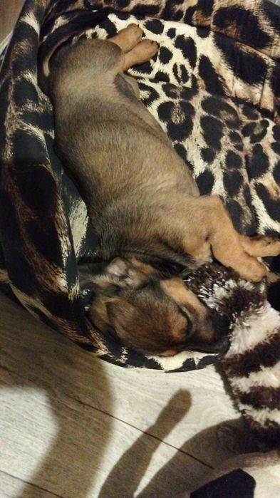 Продается щенок таксы
