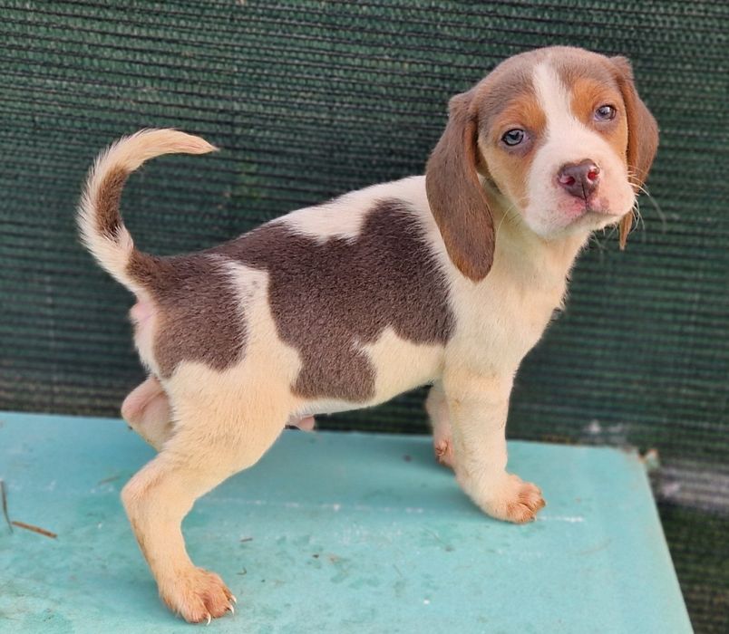 Beagle tricolor blue culoare deosebita