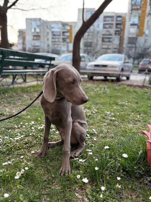 куче- ваймаранер