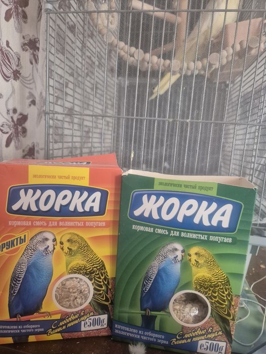 Продам попугайчика корелла