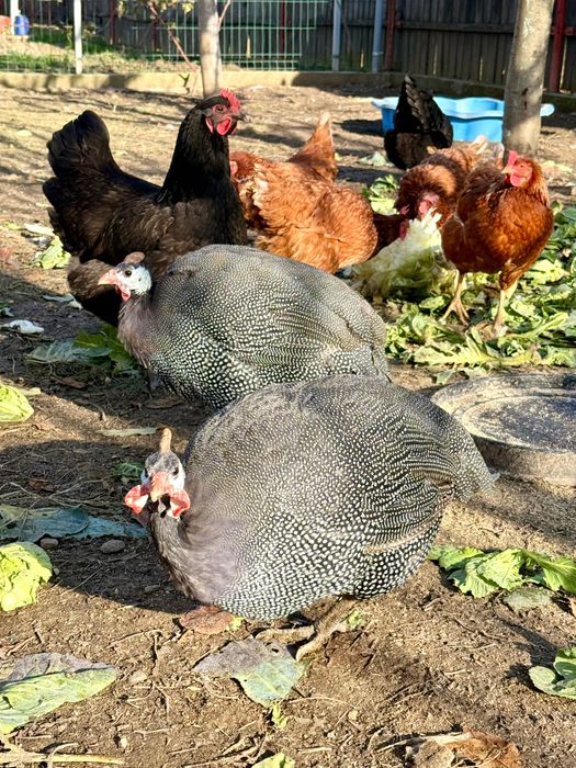 Schimb 2 bibilici cu alte pasari 2025