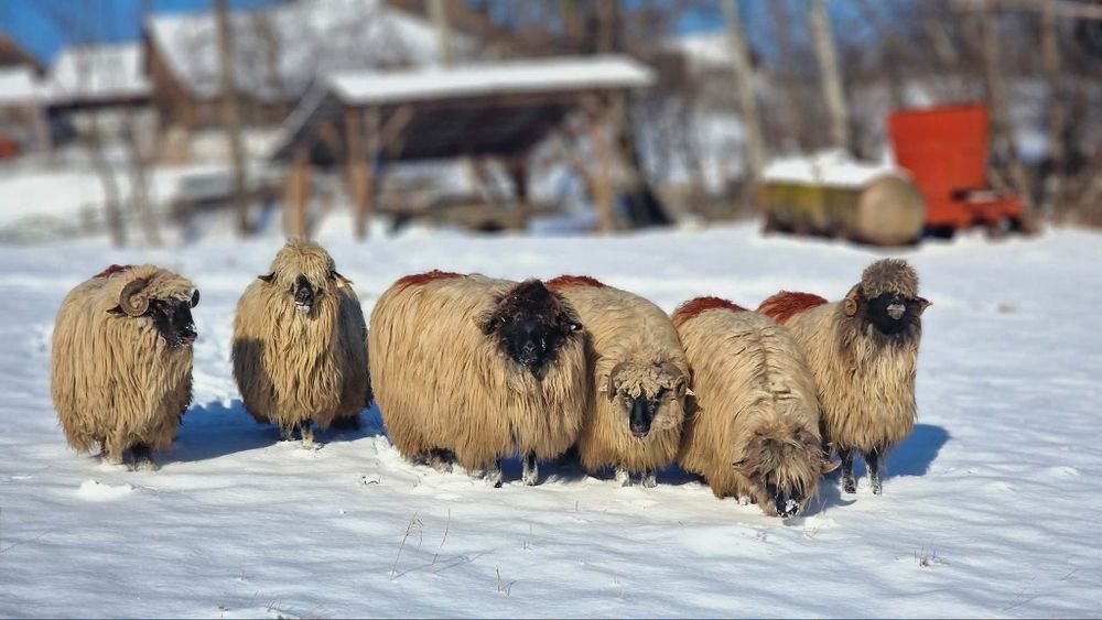 Vindem 4 miori bucălăi  și două oi la al  treilea miel!