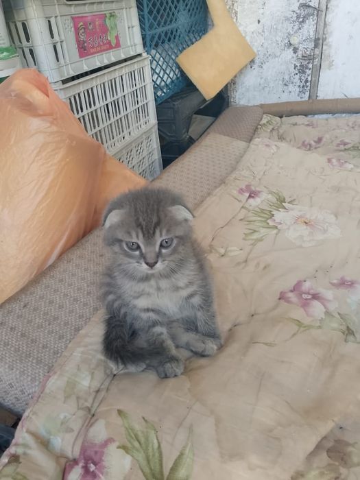 продам котят с мамой, девочки.