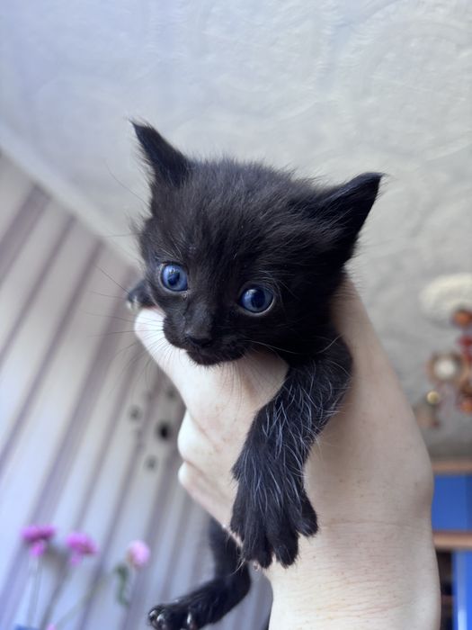 Отдам котят 3 девочки 1 мальчик