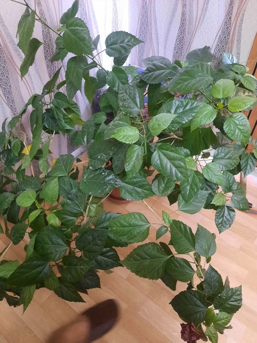 Цветушая китайская роза