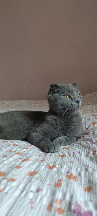 Qizbola mushukcha