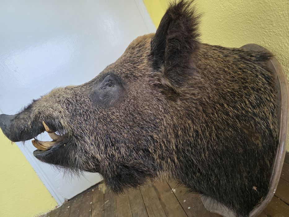 Продавам препарирано диво прасе. Глиган. Без забележки