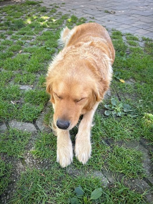 Golden retriever ros